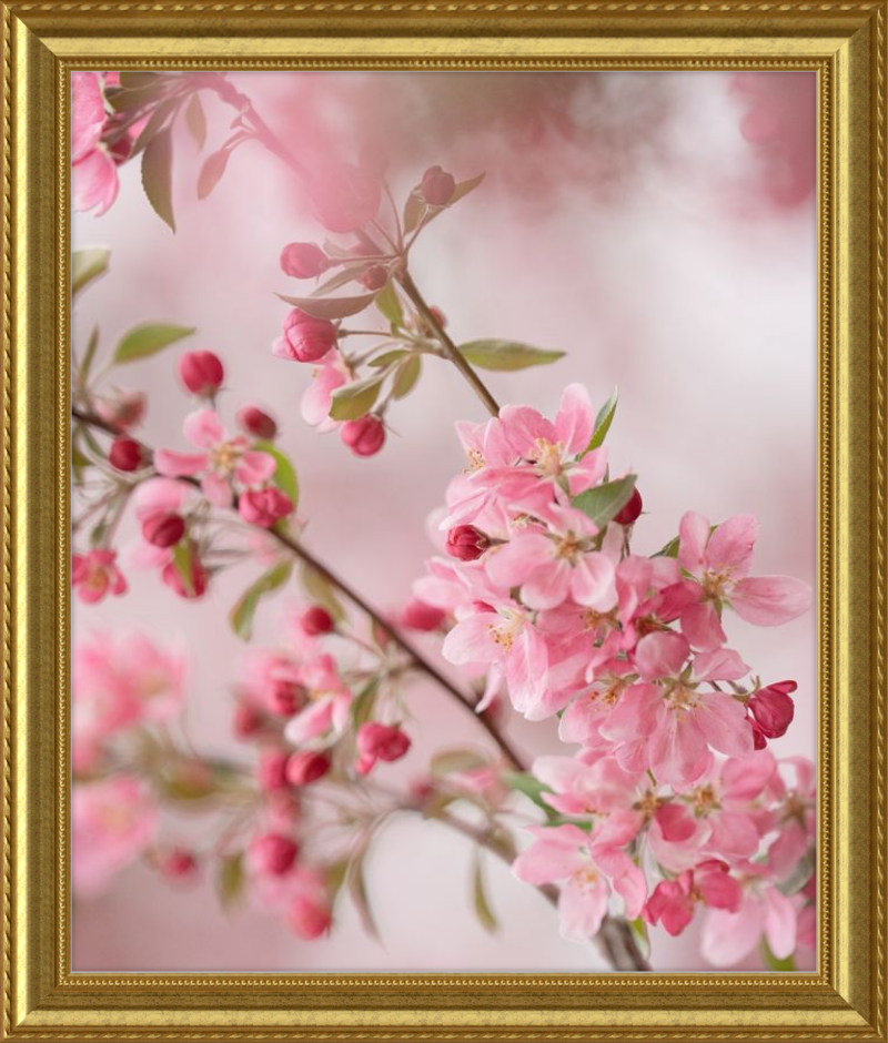 Pink Cherry Blossoms in Spring