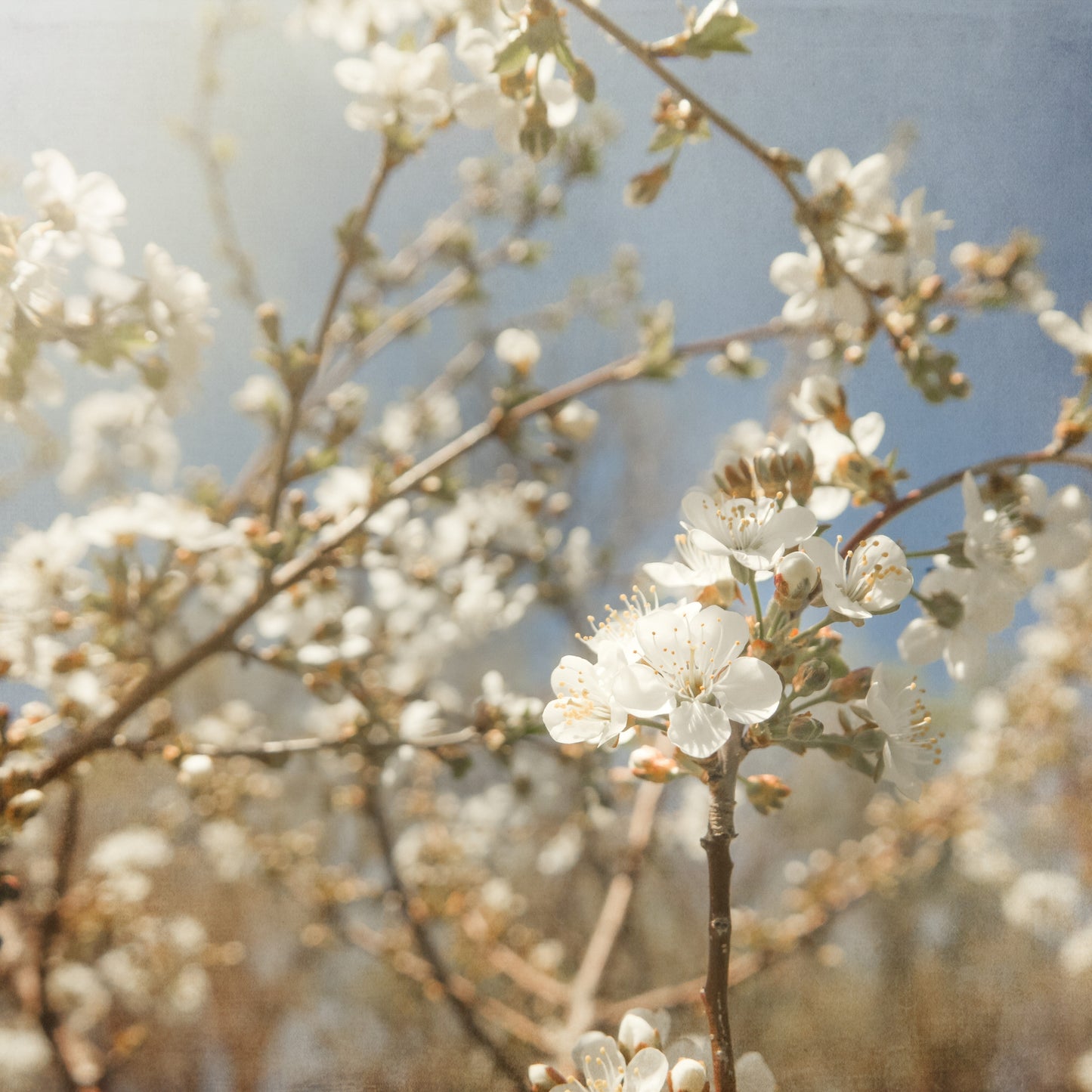 Spring White Cherry Blossoms