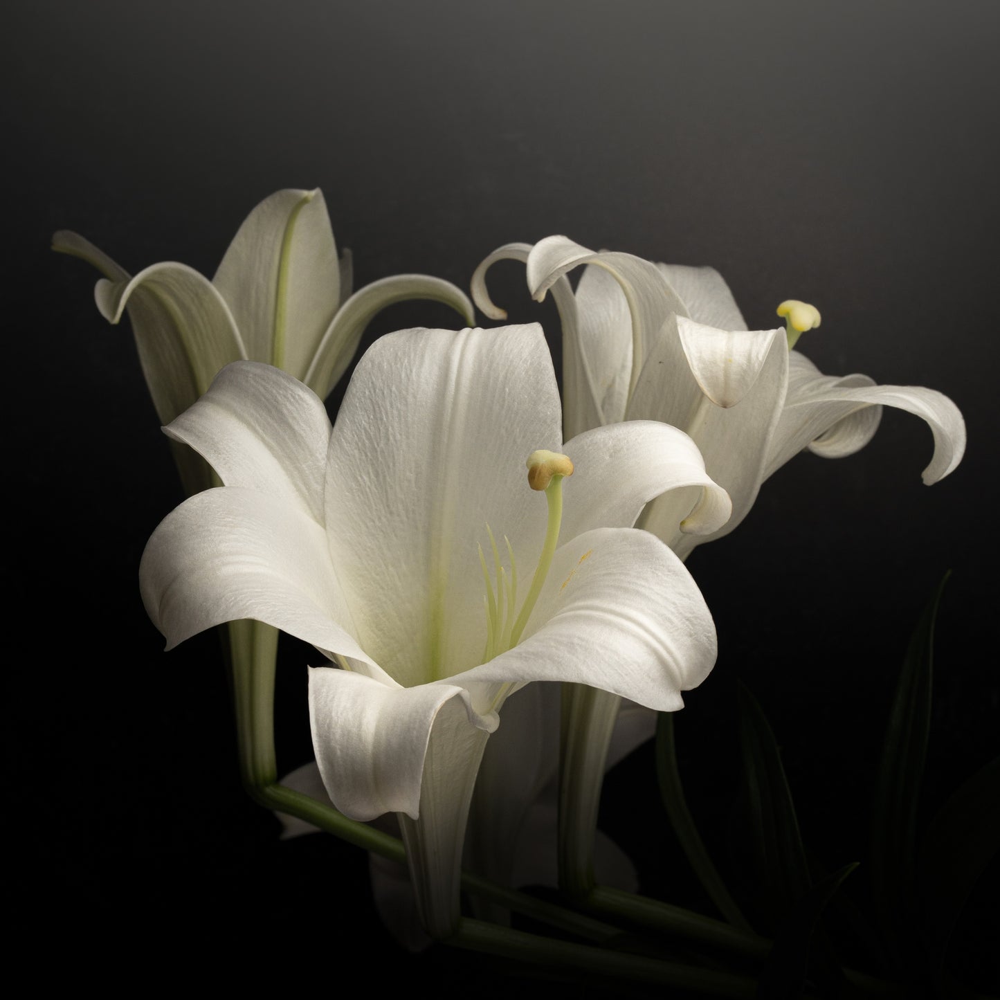 Elegant White Lilies Displayed Against a Dark Background