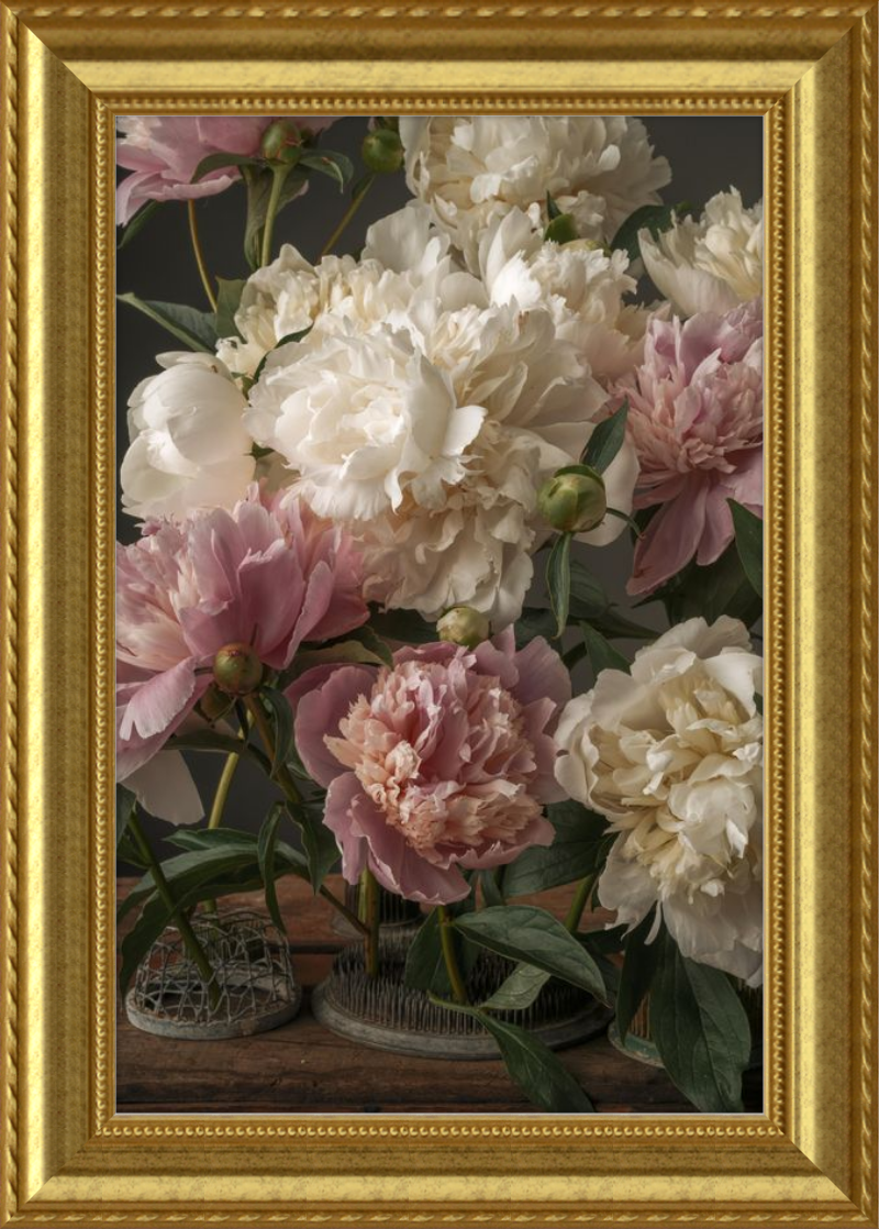 Romantic Peony Fine Art Print