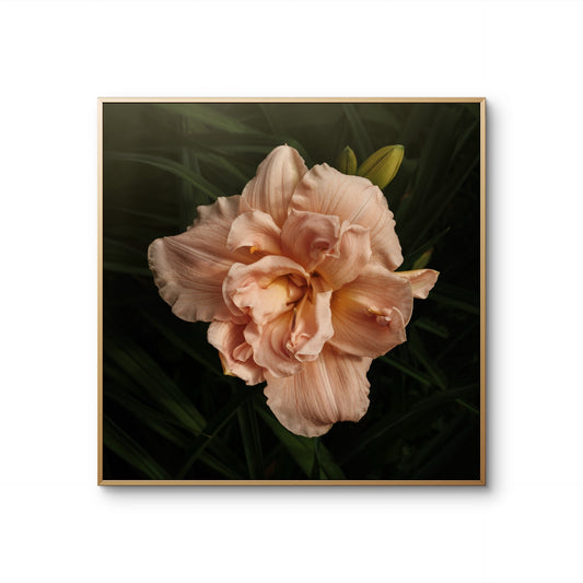 Beautiful Peach Double Daylily