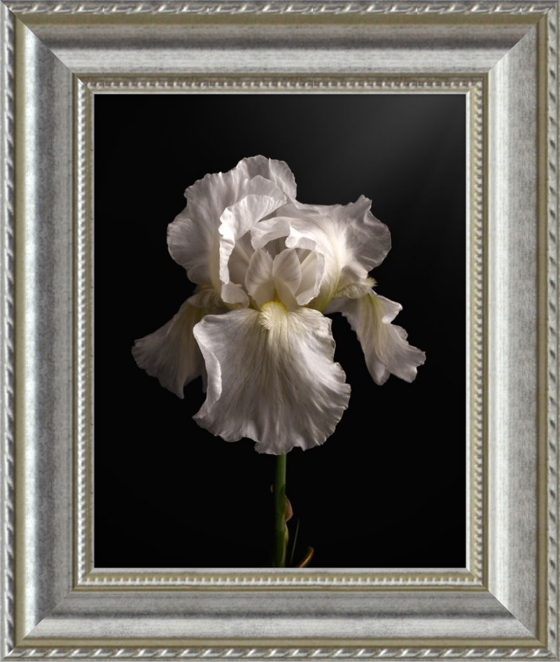 Elegant White Iris 'Immortality'