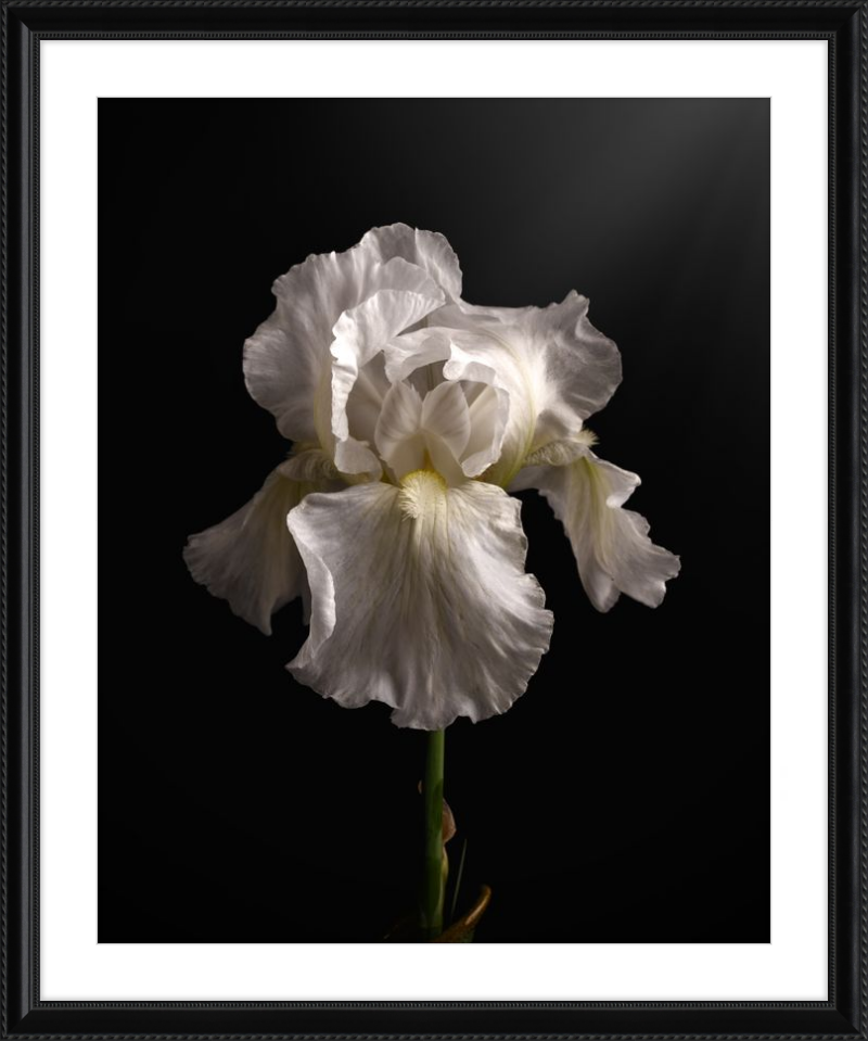 Elegant White Iris 'Immortality'