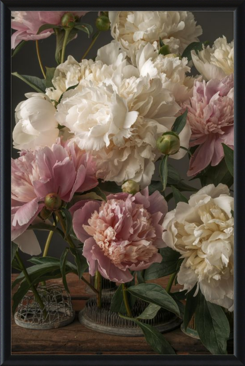 Romantic Peony Fine Art Print