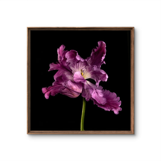 Frilly Purple Parrot Tulip Fine Art Square Unframed Print