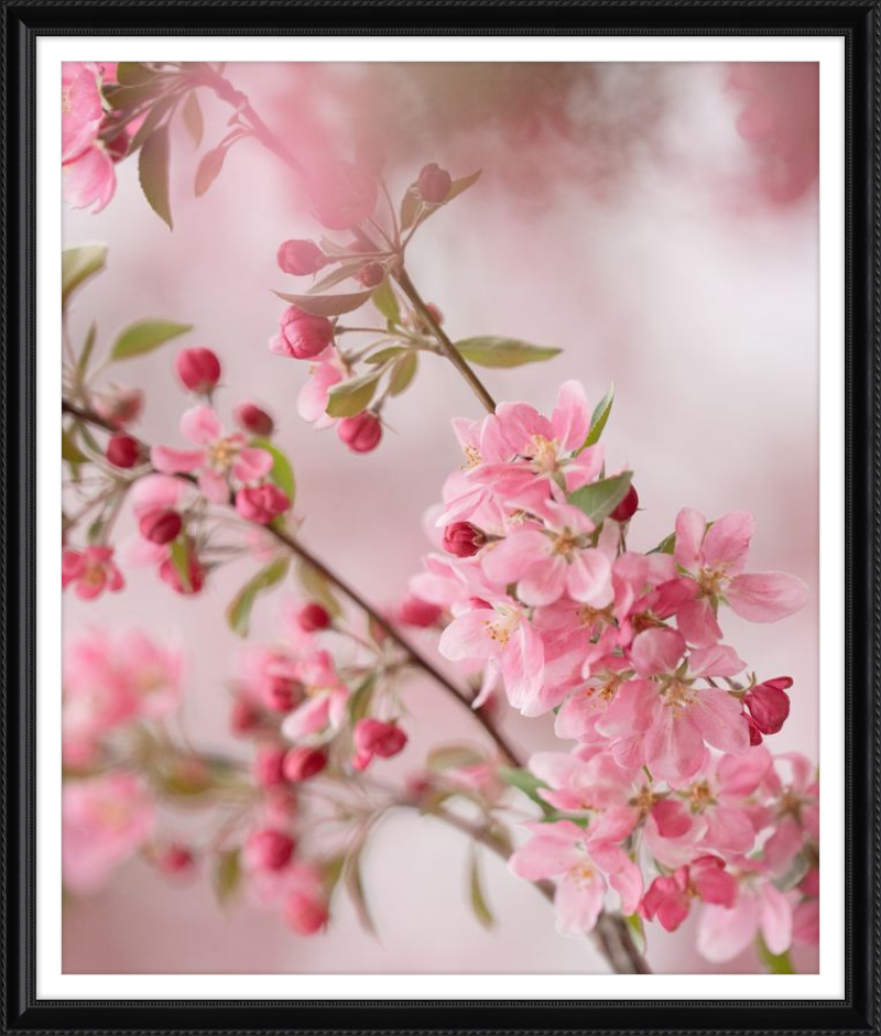 Pink Cherry Blossoms in Spring