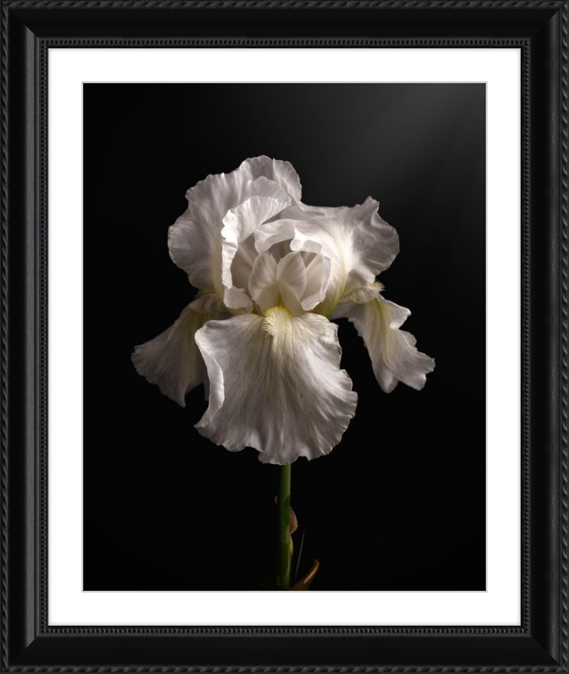 Elegant White Iris 'Immortality'