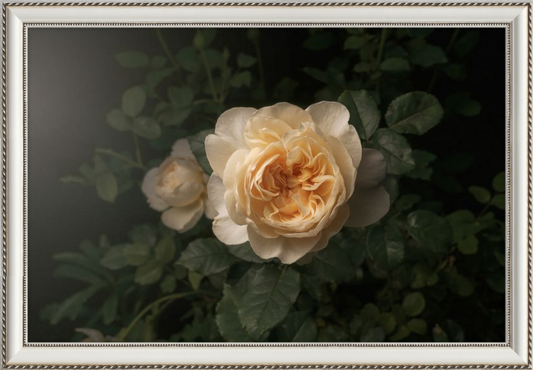 Delicate Cream Rose Blooming in a Serene Dark Green Garden Setting