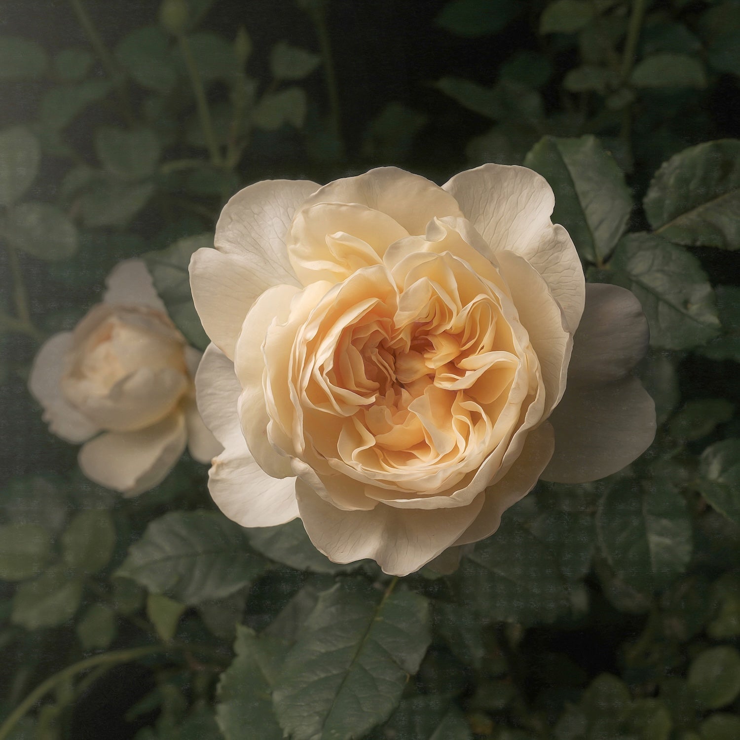 Photography - Printed