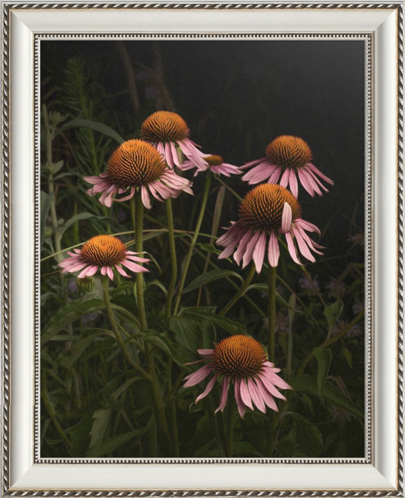 The Wayward Petal Echinacea Blooms by Caroline Jensen