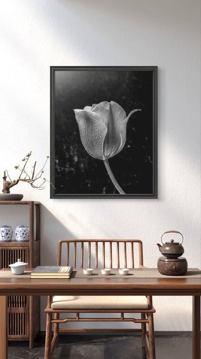 Black and White Tulip with Water Droplets