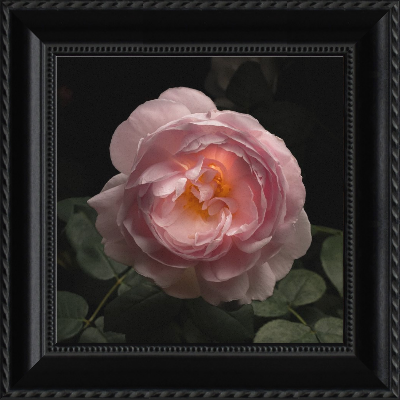 Illuminated Pink Rose