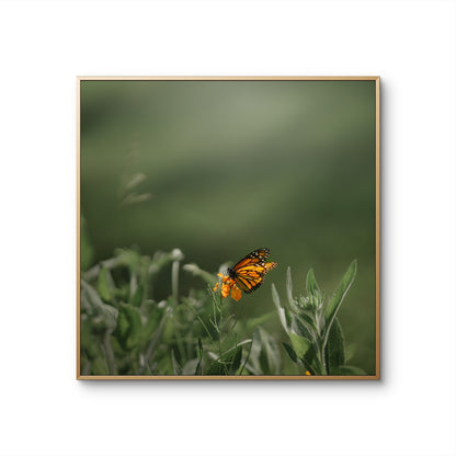 Monarch Butterfly Square Print