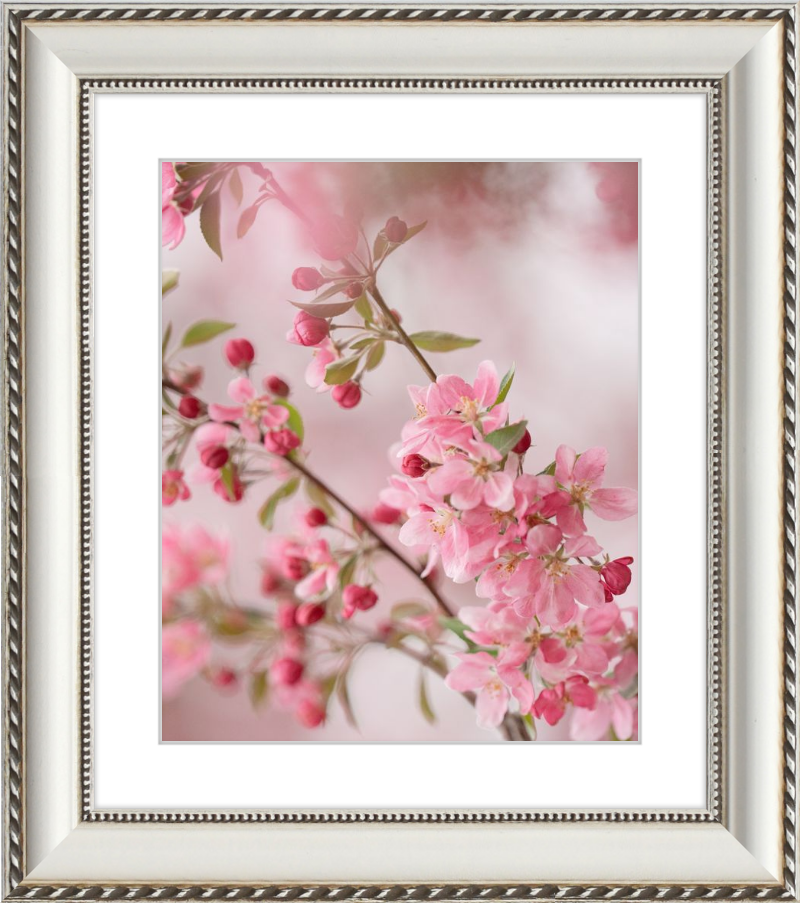 Pink Cherry Blossoms in Spring