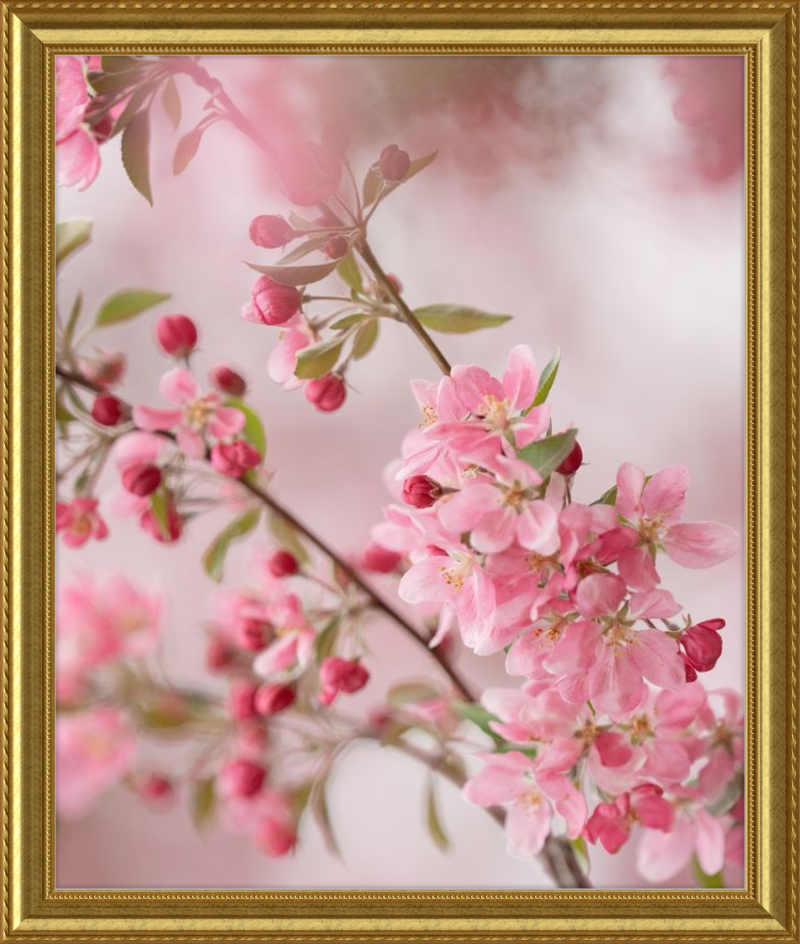 Pink Cherry Blossoms in Spring