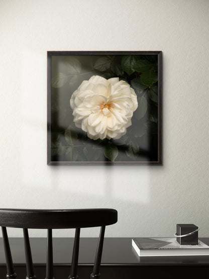 White Iceberg Rose Print