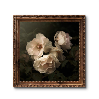 Aging Iceberg Roses