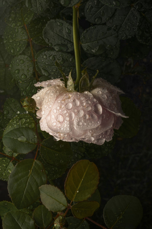 Elegant Close-Up of a Dew-Covered White Rose With Dark Green Leaves