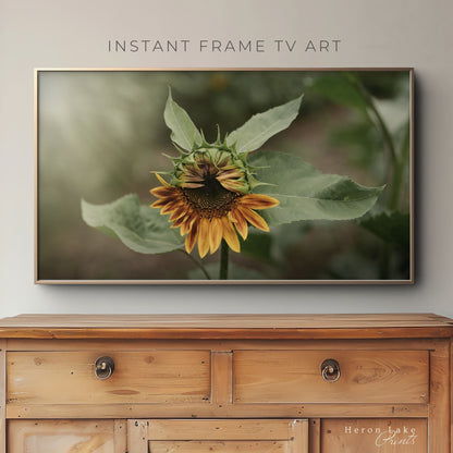 Opening Sunflower - Frame TV