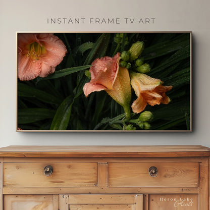 Daylilies after the Rain - Frame TV