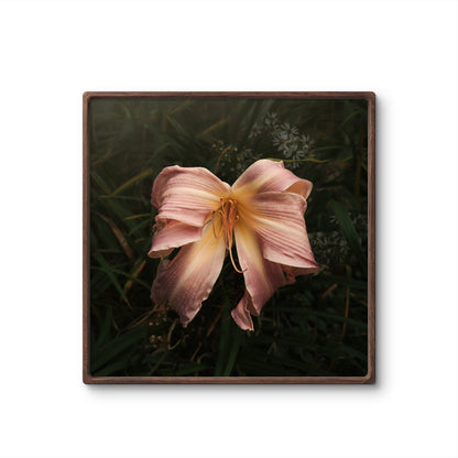 Bow Daylily