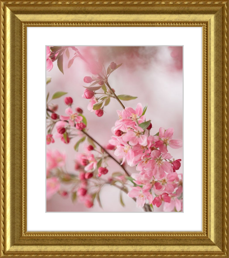 Pink Cherry Blossoms in Spring