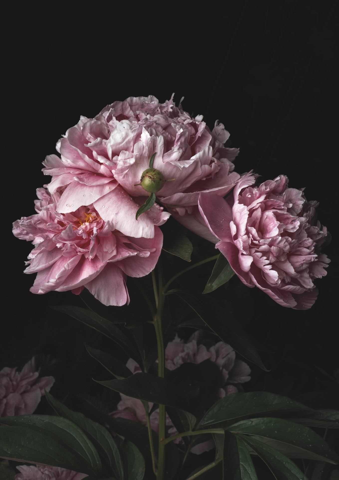 Trio of Pink Peonies