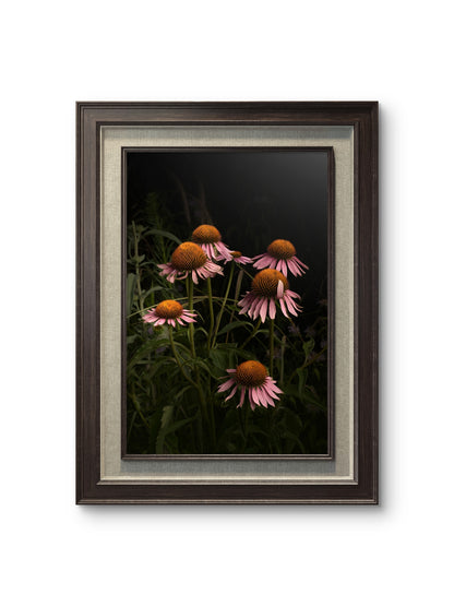 Elegant Pink Coneflowers in a Naturalistic Garden Setting 'The Wayward Petal'
