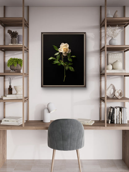 Single White Rose