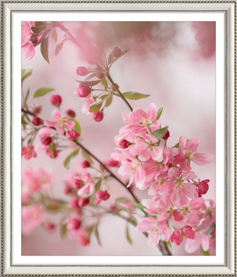 Pink Cherry Blossoms in Spring