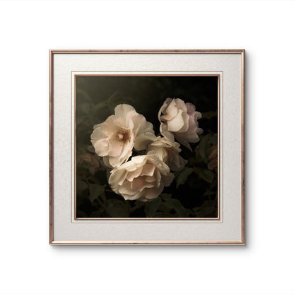 Aging Iceberg Roses