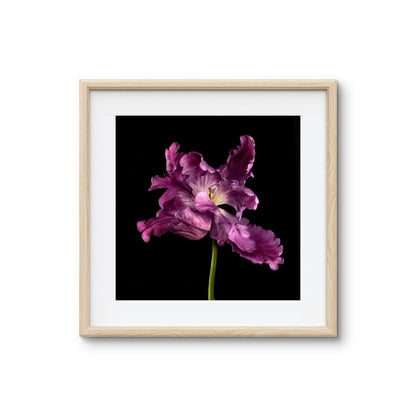 Frilly Purple Parrot Tulip Fine Art Square Unframed Print