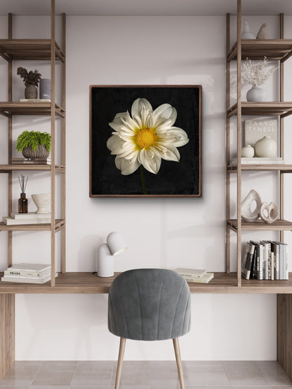 Cherubino Dahlia Portrait
