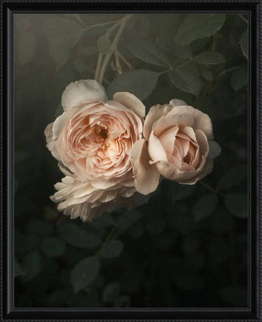 Blush English Roses