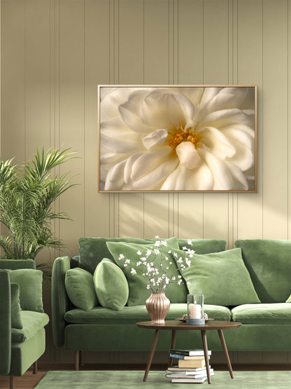 Close View White Rose