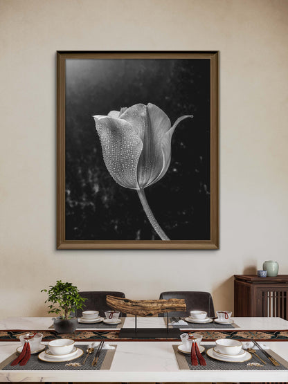 Black and White Tulip with Water Droplets