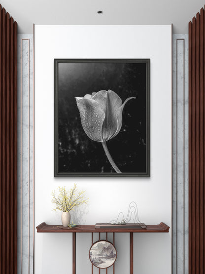 Black and White Tulip with Water Droplets