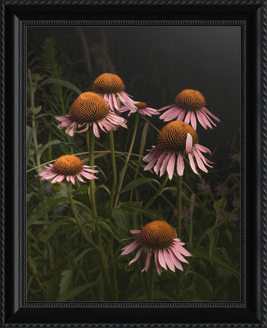 The Wayward Petal Echinacea Blooms by Caroline Jensen