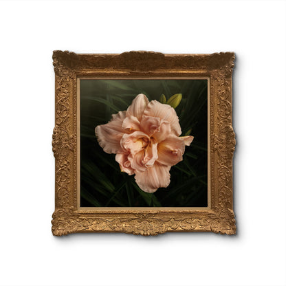 Beautiful Peach Double Daylily