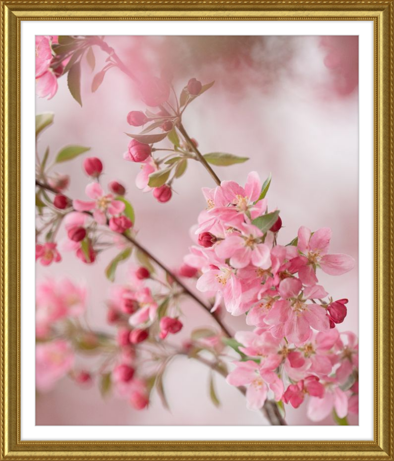 Pink Cherry Blossoms in Spring