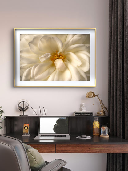 Close View White Rose