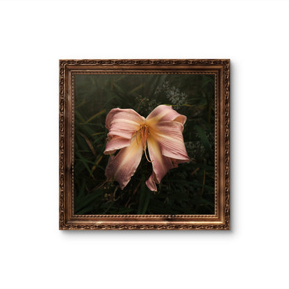 Bow Daylily