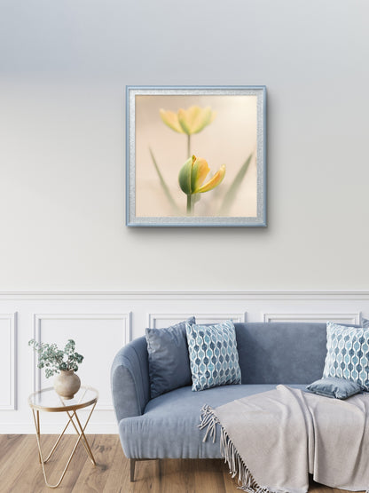 Peaceful Pale Yellow Tulips