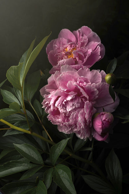 Pink Peonies in the Garden