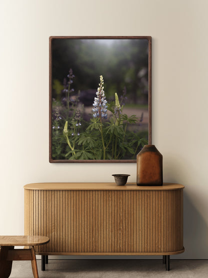 Spring Lupines