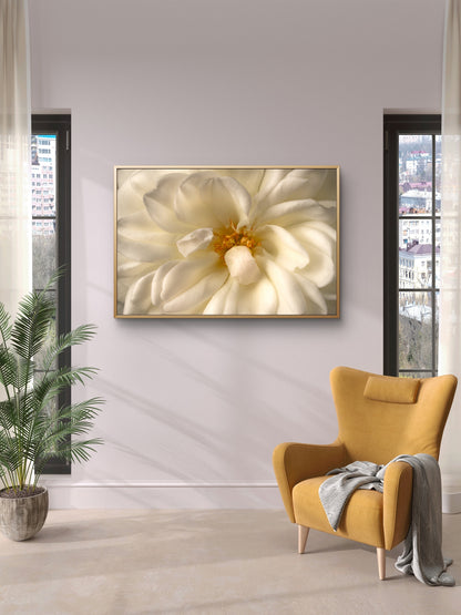Close View White Rose
