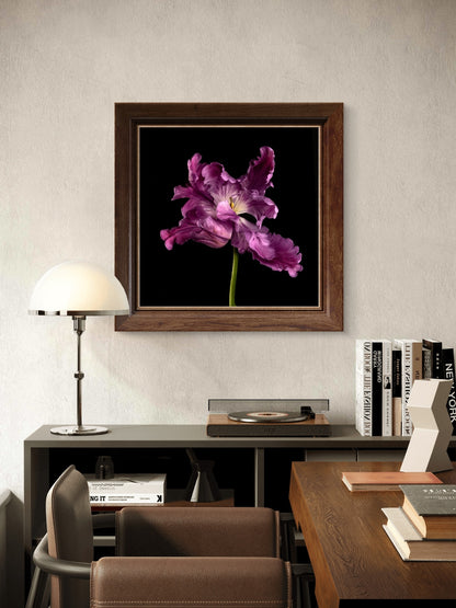 Frilly Purple Parrot Tulip Fine Art Square Unframed Print