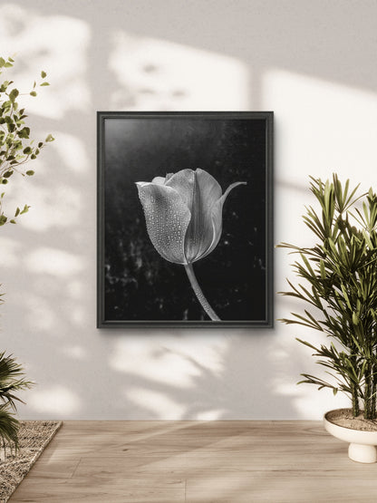 Black and White Tulip with Water Droplets