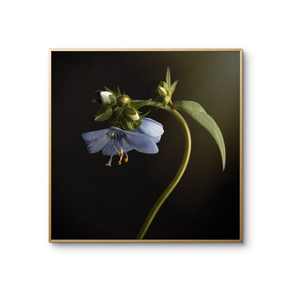 Blue Flower Nodding Flower