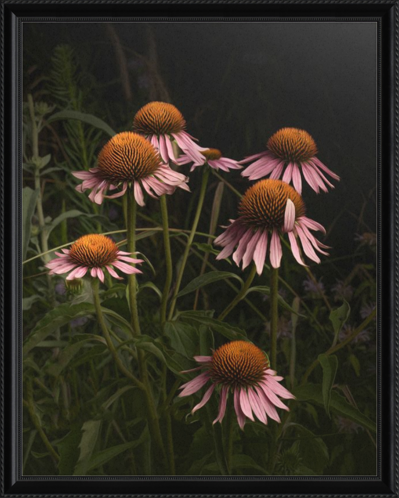 The Wayward Petal Echinacea Blooms by Caroline Jensen